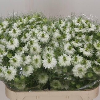 Freshy Nigella D Wit Prijs per Bos