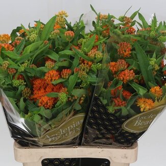 Freshy Asclepias Tuberosa plante en soie | Couleur: Oranje | Longueur ± 70 centimeter | Par 10 fleurs fraîches