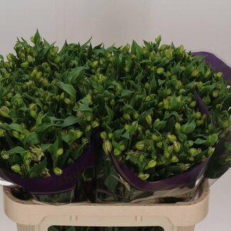 Freshy Alstroemeria Fl Pinot