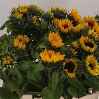 Freshy Helianthus Sunrich Orange Kmb