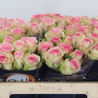Freshy Rosa Bloosz