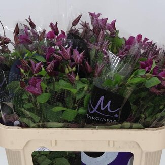 Freshy Clématite “Amazing Kyiv” | Couleur: Rose | Longueur ± 70 centimeter | Par 10 tiges de fleurs fraîches