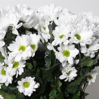 Freshy Chrysant T Ilonka