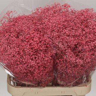 Freshy Gyps Kleurbehandeld Million Roze