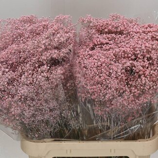Freshy Gyps Kleurbehandeld Million Licht Roze