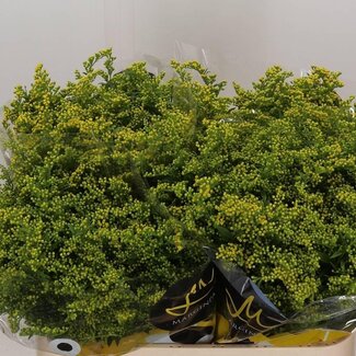 Freshy Solidago Carzan Glory