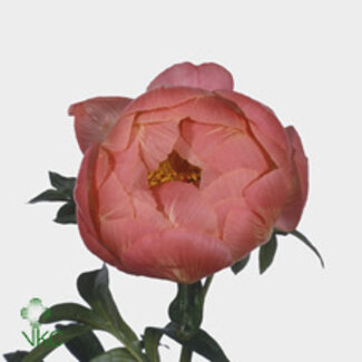 Freshy Paeonia Coral Charm