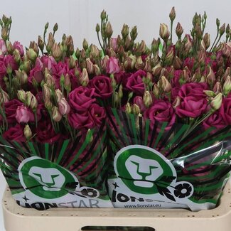 Freshy Eustoma Gevuld Rosita Cherry
