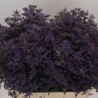 Freshy Limonium Saf Classic Blue