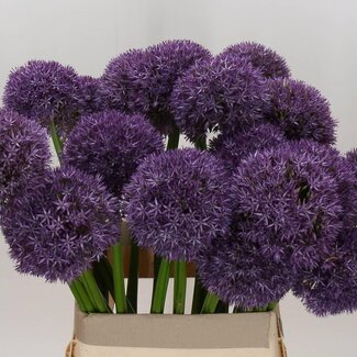 Freshy Allium Grootbloemig
