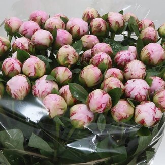 Freshy Paeonia Pivoine L “Sarah Bernhardt” | Couleur: Violet | Longueur ± 60 centimeter | Par 10 fleurs fraîches