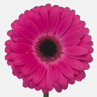 Freshy Gerbera * Rich X10