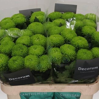 Freshy Deco Chrysanthemum Chrysanthemum “Alemani” | Colour: Green | Length ± 70 centimetre | Per 10 fresh flowers
