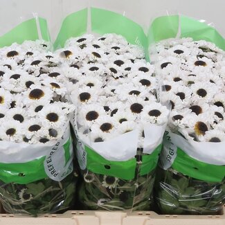 Freshy Chrysant santini Patrese White