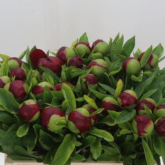 Freshy Paeonia L Red Charm