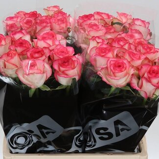 Freshy Roses “Jumilia” | Colour: White Pink | Length ± 60 centimetre | Per 10 roses