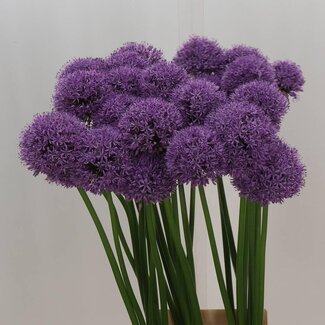 Freshy Allium Gladiator