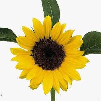Freshy Helianthus Zonnebloem “Sunrich Orange Bio” | Kleur: Geel | Lengte ± 40 centimeter | Per 10 verse bloemen