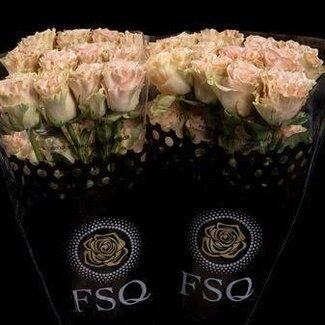 Freshy Rose à grandes fleurs “Exotix Pop” | Couleur: Rose | Longueur ± 50 centimeter | Origine Équateur | Par 20 fleurs fraîches