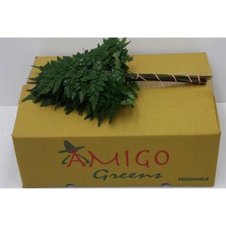 Freshy Rumohra Leather fern Small | Colour: Green | Length ± 35 centimeter | Per 5 bunches