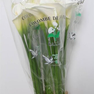 Freshy Zantedeschia Ae Colombe Paix