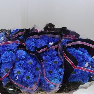 Freshy Spray chrysanthemum Chrysanthemum “Chic Blue” | Colour: Blue | Per 20 stems fresh flowers