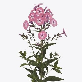 Freshy Phlox Paniculata “Pink Eyes” | Couleur: Rose | Longueur ± 60 centimeter | Par 25 tiges de fleurs fraîches