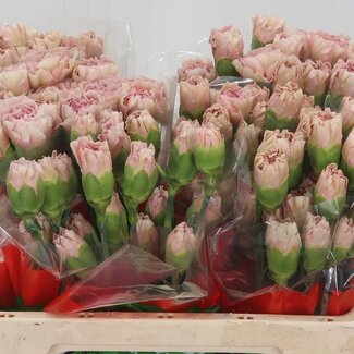Freshy Kurze Nelke “Creola” | Farbe: Weiß Rosa | Länge ± 55 centimeter | Pro 20 frische Blumen