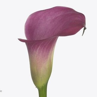 Freshy Zantedeschia Fantasia