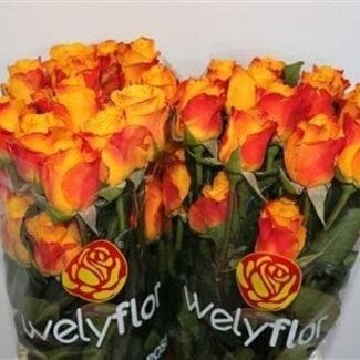 Freshy Rozen “Intense” | Kleur: Geel Oranje | Lengte ± 40 centimeter | Per 25 rozen