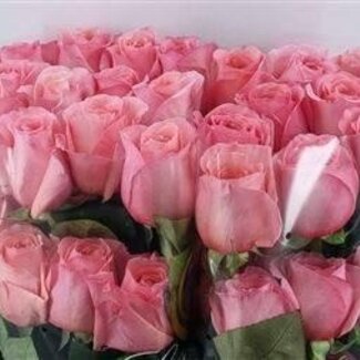 Freshy Roses “Pink Xpression” | Couleur: Rose | Longueur ± 50 centimeter | Par 25 roses