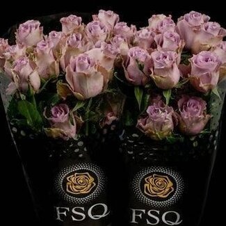 Freshy R Eq Grey Knights