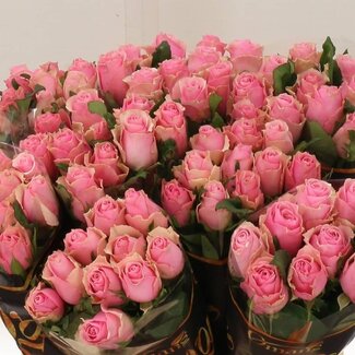 Freshy Rosa Celeb