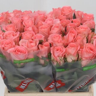 Freshy Rosa Unicorn