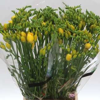 Freshy Dubbelbloemige Freesia “Ballade” | Kleur: Geel | Lengte ± 56 centimeter | Per 50 verse bloemen