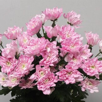 Freshy Spray chrysanthemum Chrysanthemum “Baltica Pink” | Colour: Pink | Length ± 70 centimeter | Per 10 stems fresh flowers