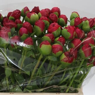 Freshy Paeonia Com Performance