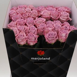 Freshy Rosa Nayeli X L