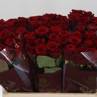Freshy Rosa Red Naomi Ende