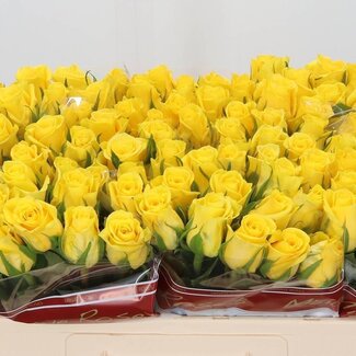 Freshy Rozen “Moonwalk” | Kleur: Geel | Lengte ± 50 centimeter | Per 20 rozen