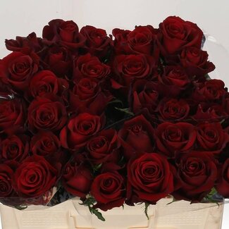 Freshy Roses “Ever Red” | Colour: Red | Length ± 50 centimetre | Per 20 roses