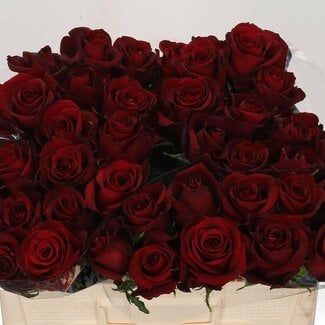 Freshy Roses “Ever Red” | Couleur: Rouge | Longueur ± 50 centimeter | Par 20 roses