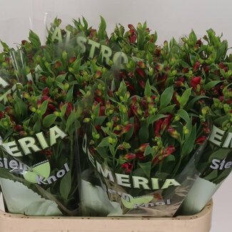 Freshy Alstroemeria Fl Sangria