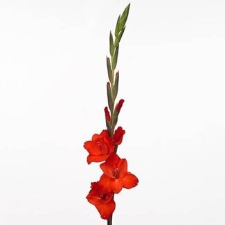 Freshy Gladiolus groot Fortuna