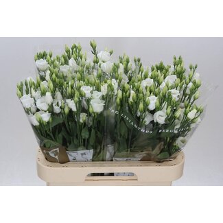 Freshy Eustoma Lisianthus à fleur simple “Picco White” | Couleur: Blanc | Longueur ± 70 centimeter | Par 10 tiges de fleurs fraîches