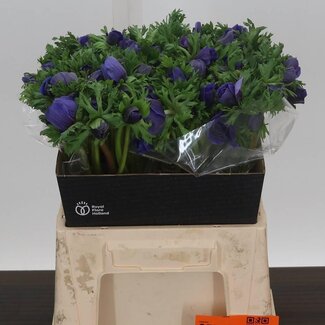 Freshy Anemone Co Galil Blauw