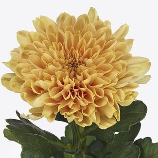 Freshy Chrysant deco Kalimba Orange