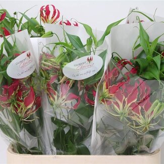 Freshy Gloriosa Rothschildiana Lis splendide | Couleur: Rouge | Longueur ± 90 centimeter | Par 5 fleurs fraîches