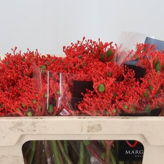 Freshy Jatropha P Firecrack
