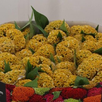 Freshy Celosia C Act Incarvillea